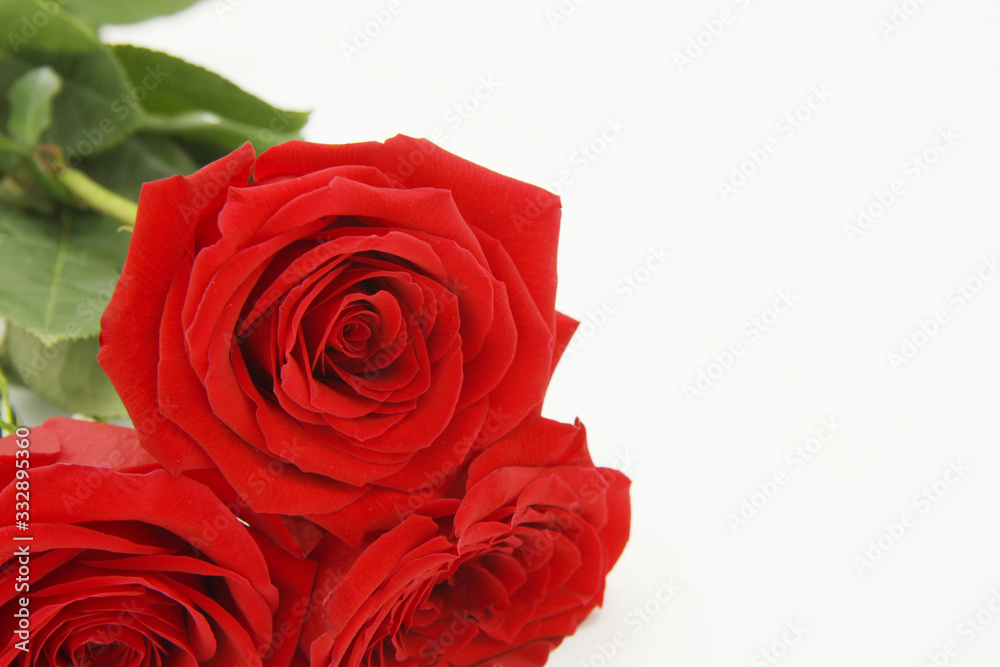 For greeting cards and congratulations a bouquet of red beautiful roses on a white background For greeting cards and congratulations a bouquet of red beautiful roses on a white background