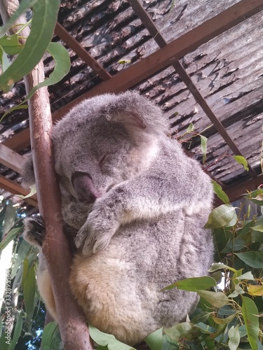 Photography Sleeping Koala