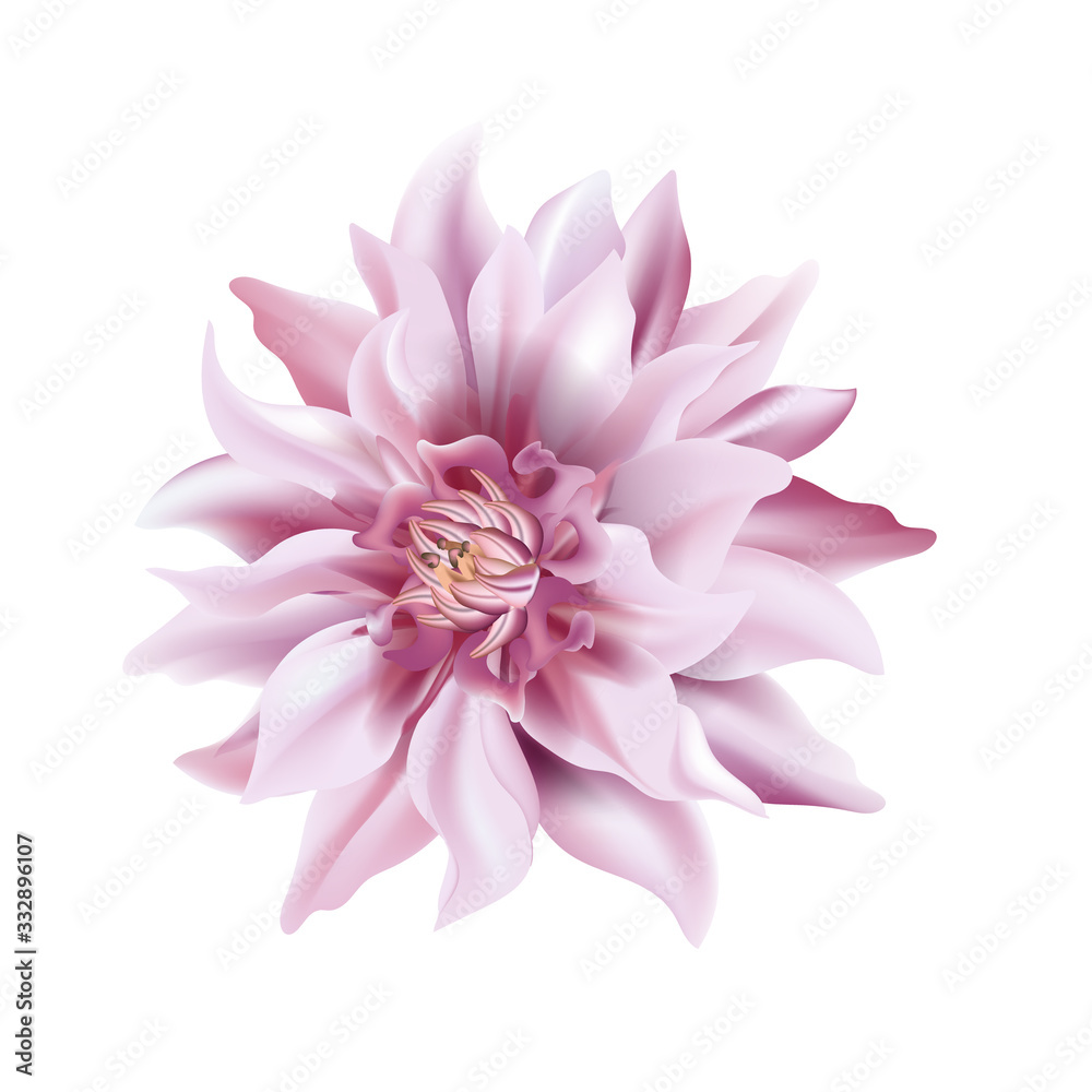 Violet flower on a white background isolated with clipping path. Soft tender Dahlia closeup. Macro big shaggy flower for graphic design. Vector.