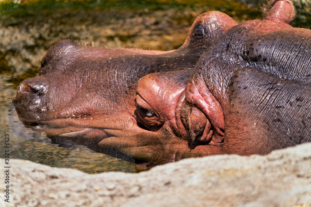 Obraz premium カバの昼寝