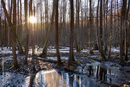 A frozen wetland n the evening in the early spring