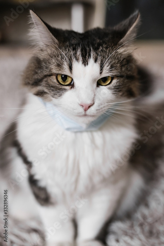 Quarantined masked cat. Coronavirus 2020