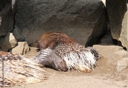 little Indian crested porcupine (Hystrix indica) with its mother photo