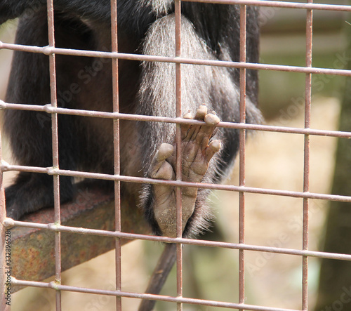 detail of a foot of lion-tailed macaque (Macaca silenus, wanderoo) holding the bars of the cage © mysikrysa