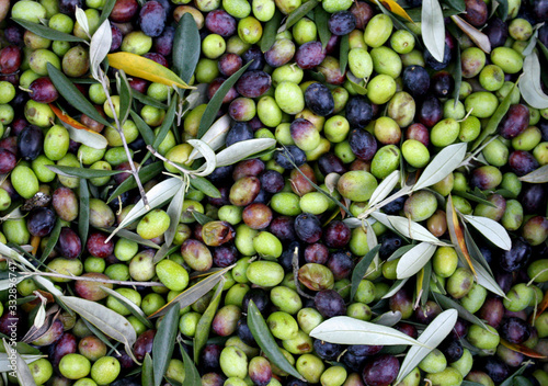 Obraz na plátně RACCOLTA DI OLIVE PRIMA DELLA SPREMITURA