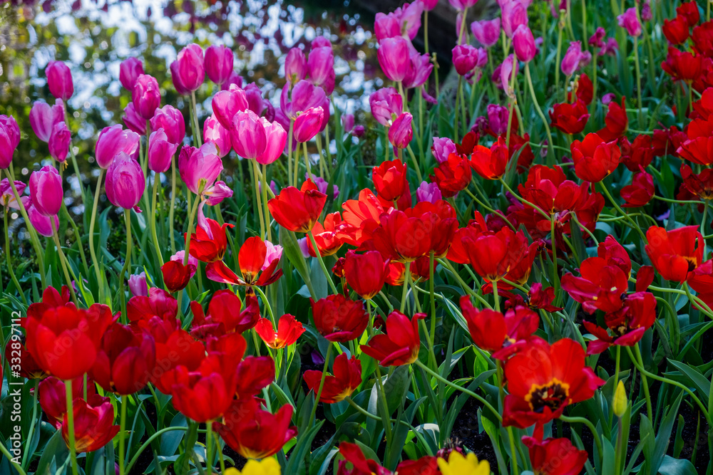 Fototapeta premium flores