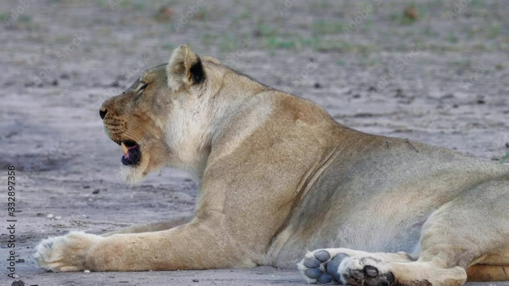 Resting lioness breathes heavily, laying on the dry ground in Nxai Pan National Park. Resting lioness breathes heavily, laying on the dry ground in Nxai Pan National Park.