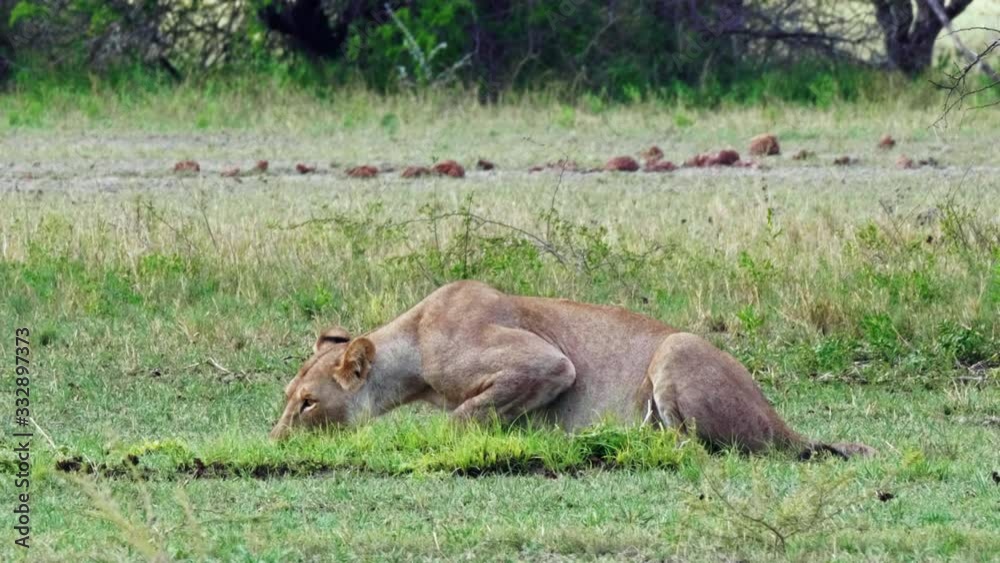 Lioness drinking from a pond in Nxai Pan National Park in Botswana. Lioness drinking from a pond in Nxai Pan National Park in Botswana.