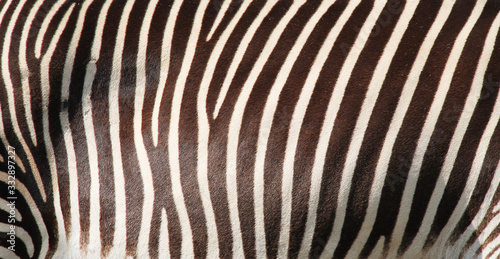 detail of striped fur of Grevy´s zebra for background