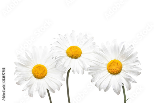 Beautiful white camomiles  three daisy flowers  isolated on white background  floral wallpaper