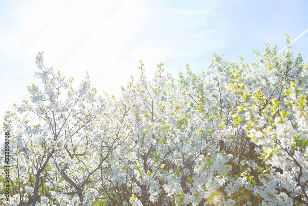 Blooming sakura tree on sky background in garden or park. Cherry blossom. Japanese spring scenics Spring flowers, Spring Background, Spring nature. Blooming sakura tree on sky background in garden or park. Cherry blossom. Japanese spring scenics Spring flowers, Spring Background, Spring nature.
