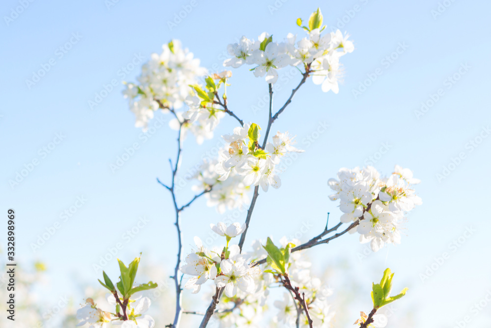 Blooming sakura tree on sky background in garden or park. Cherry blossom. Japanese spring scenics Spring flowers, Spring Background, Spring nature.