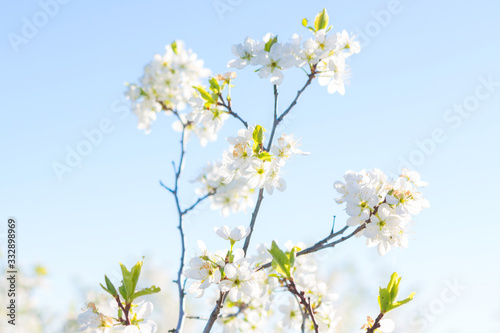 Blooming sakura tree on sky background in garden or park. Cherry blossom. Japanese spring scenics Spring flowers, Spring Background, Spring nature.