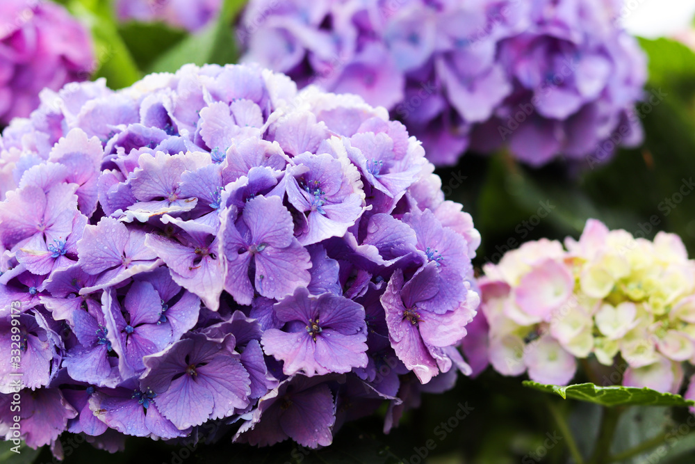 潤い　紫陽花