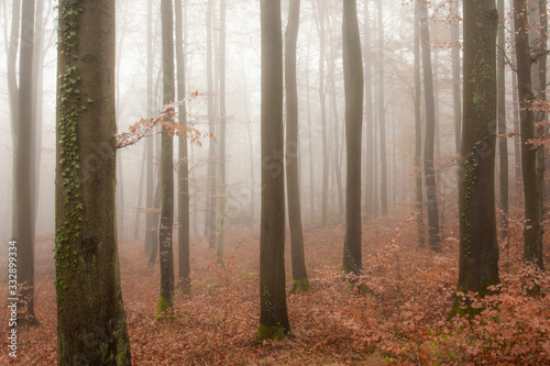 Misty beech forest in the late autumn