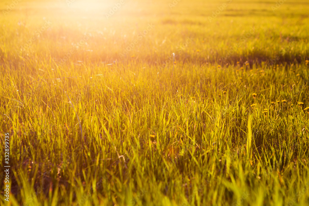 Yellow grass close up at sunrise or sunset with sun rays