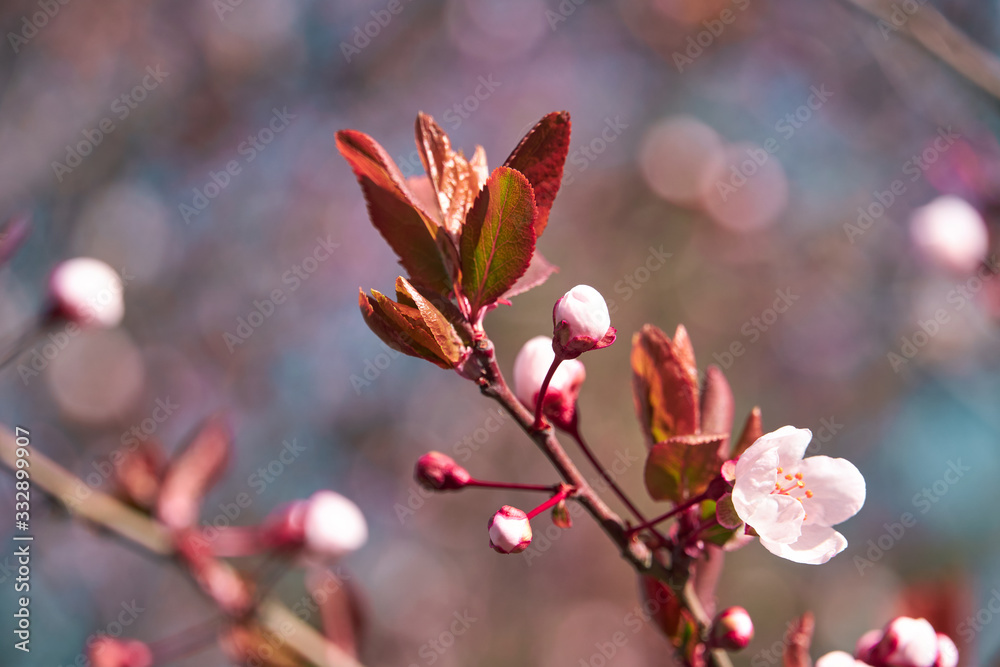 bright pink and white flowers on trees, blooming, spring landscape, beautiful background bright pink and white flowers on trees, blooming, spring landscape, beautiful background