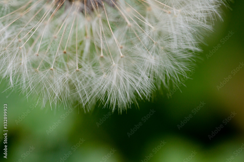 Flor del diente de león. Fotografía macro abstracta. Colores verdes. Floral Flor del diente de león. Fotografía macro abstracta. Colores verdes. Floral