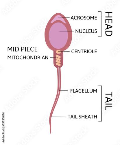 Human Sperm cell Anatomy structure of spermatozoon