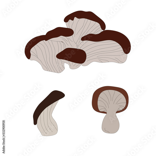 Beautiful tinder fungus mushroom , great design for any purposes. Vegan & vegetarian food. Organic nutrition. Vegan, vegetarian diet. Autumn background. Vector doodle illustration. Isolated white