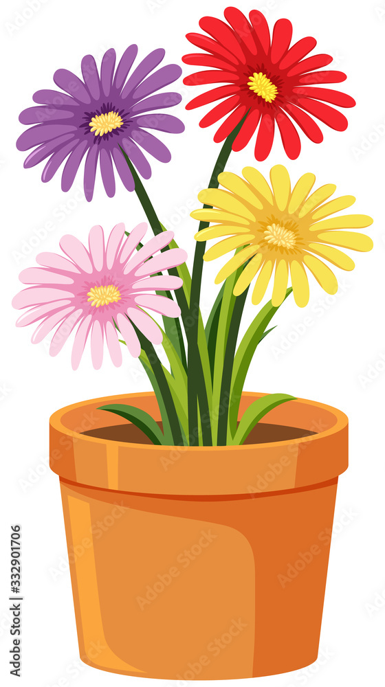 Pot of flowers on white background Pot of flowers on white background