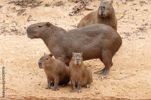 Capybara family with two babies at Pantanal, Brazil