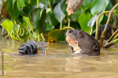 South American Giant River Otter Eating Fish in the Water of the Cuiaba River at Pantanal, Brazil