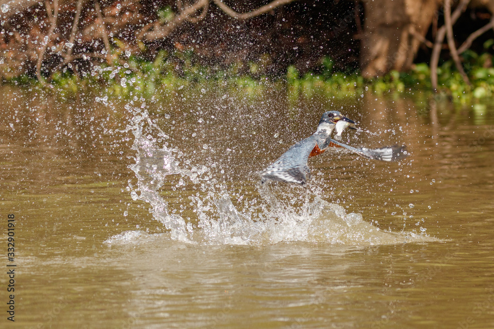 Naklejka premium Belted kingfisher emerging from water with fish in Pantanal, Brazil
