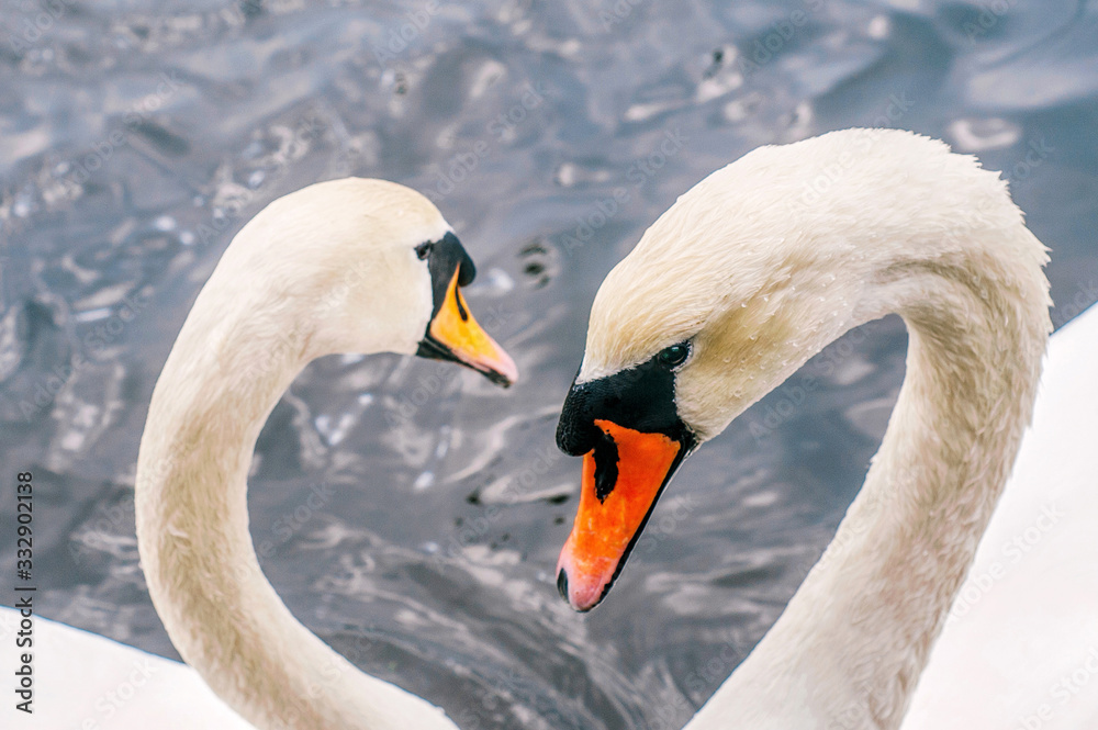 Obraz premium Two white swans heart water scene. Closeup. White swans love scene. True love two swans. White swan love view
