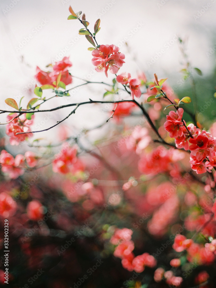 Blooming red flowers closeup. Spring flowering. Blooming tree on blue sky background. Blooming red flowers closeup. Spring flowering. Blooming tree on blue sky background.