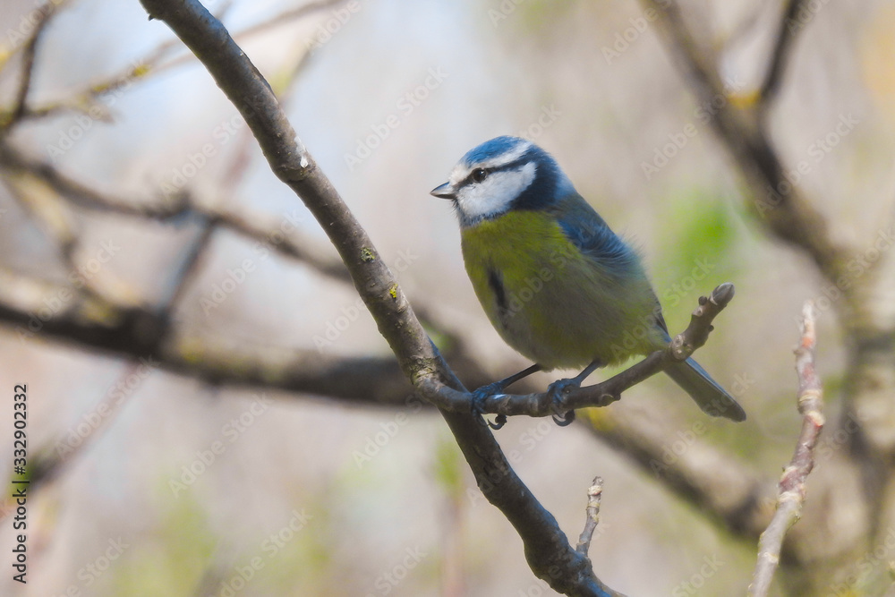 Cinciarella (Cyanistes caeruleus) su ramo,ritratto Cinciarella (Cyanistes caeruleus) su ramo,ritratto