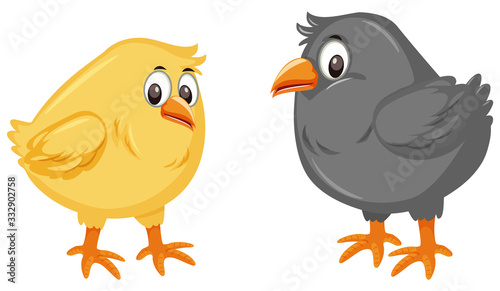 Two little chicks on white background