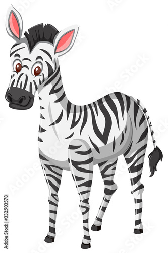 Cute zebra on white background