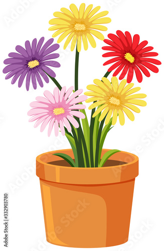 Pot of colorful flowers on white background
