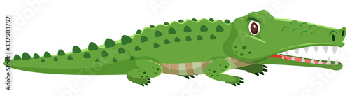 Wild crocodile on white background