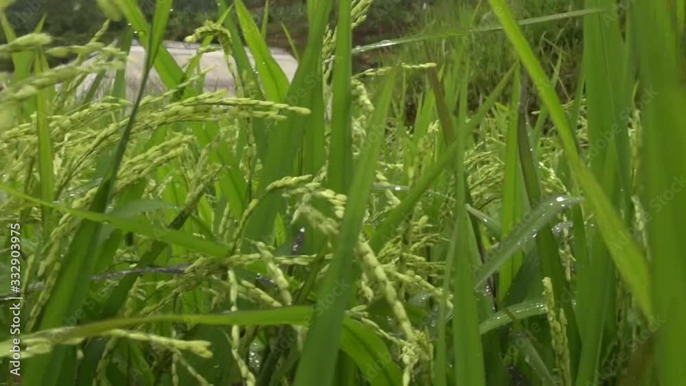 rice plants in the paddy field during the day pen shot rice plants in the paddy field during the day pen shot