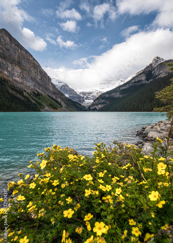 Rocky Mountains with yellow flower in Lake Louise at Banff national park