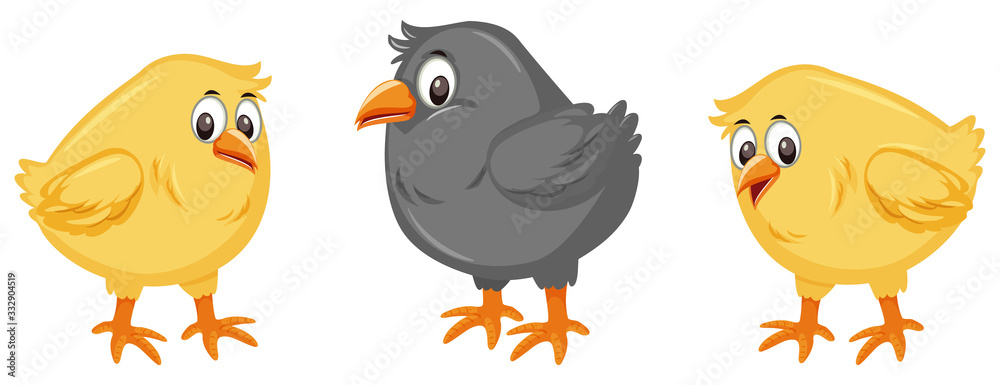 Three little chicks on white background