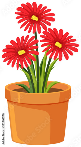 Pot of red flowers on white background