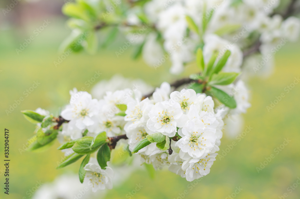 Beautiful flowering plum tree branch in the spring garden, selective focus Beautiful flowering plum tree branch in the spring garden, selective focus