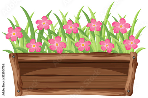 Pink flowers in wooden bucket on white background