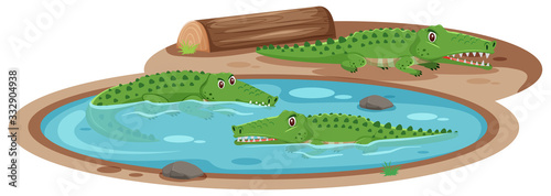 Three crocodiles in the pond on white background