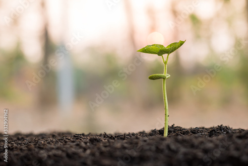 the seedling are growing from the rich soil to the morning sunlight that is shining and green nature bokeh background, new life growth ecology business financial progress, earth day, ecology concept