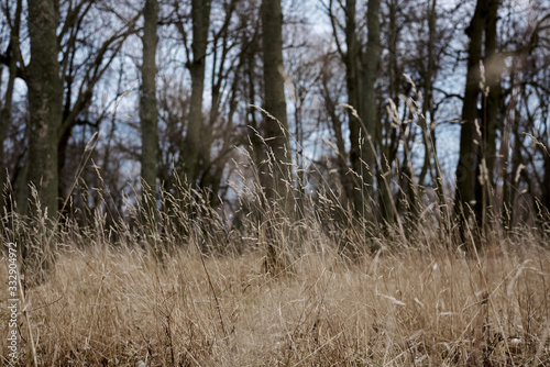 Bild auf Leinwand Dry yellow beige grass in the forest woods park