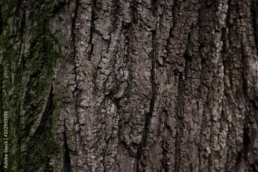 A part of old tree stem, covered with brown bark and green moss in forest woods in winter. Bare tree. Natural texture background A part of old tree stem, covered with brown bark and green moss in forest woods in winter. Bare tree. Natural texture background