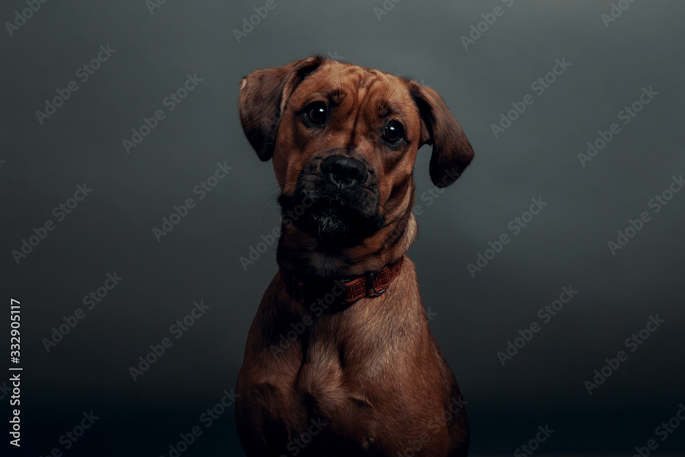 Cute dog with neutral gray background, portrait of a dog