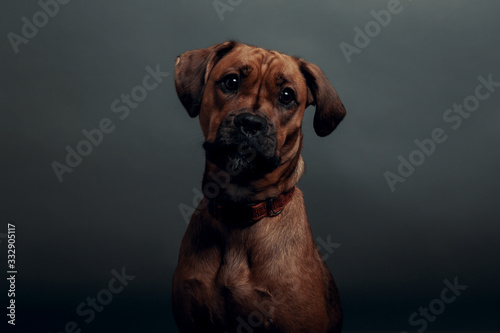 Cute dog with neutral gray background  portrait of a dog