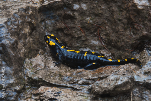 salamandra pezzata (Salamandra salamandra),ritratto in ambiente umido su roccia