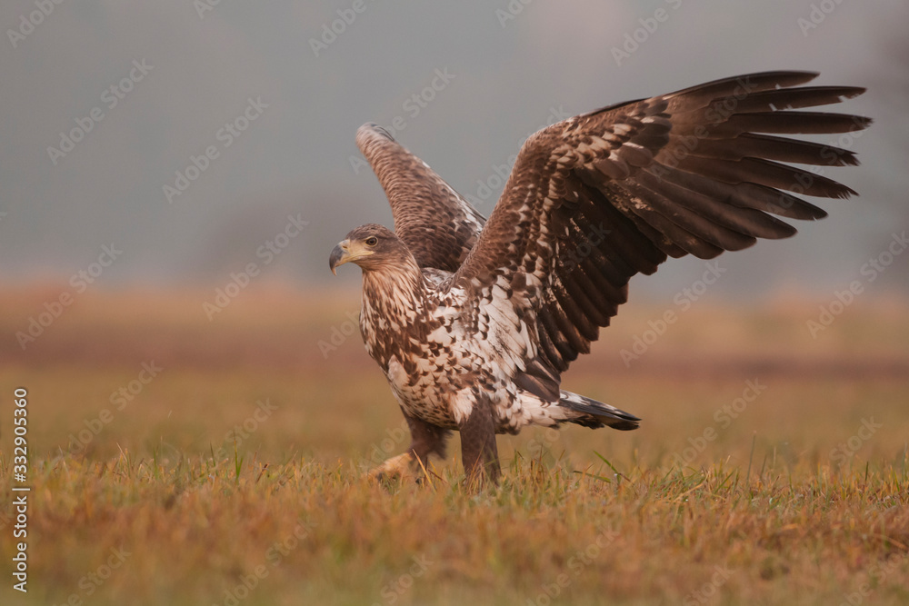 White - tailed eagle (Haliaeetus albicilla) spreading its wings.