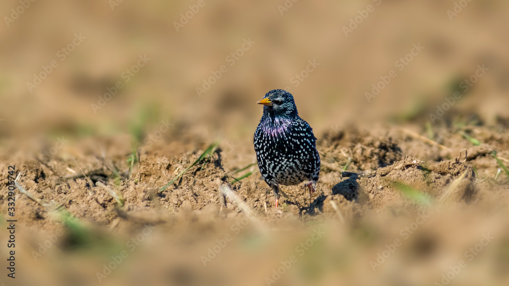 Starling on a field in spring season Starling on a field in spring season